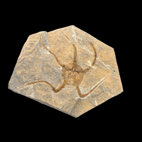 Museum quality Brittle Starfish Fossil on matrix (Ordovician, 488 - 433 million years) from Morocco