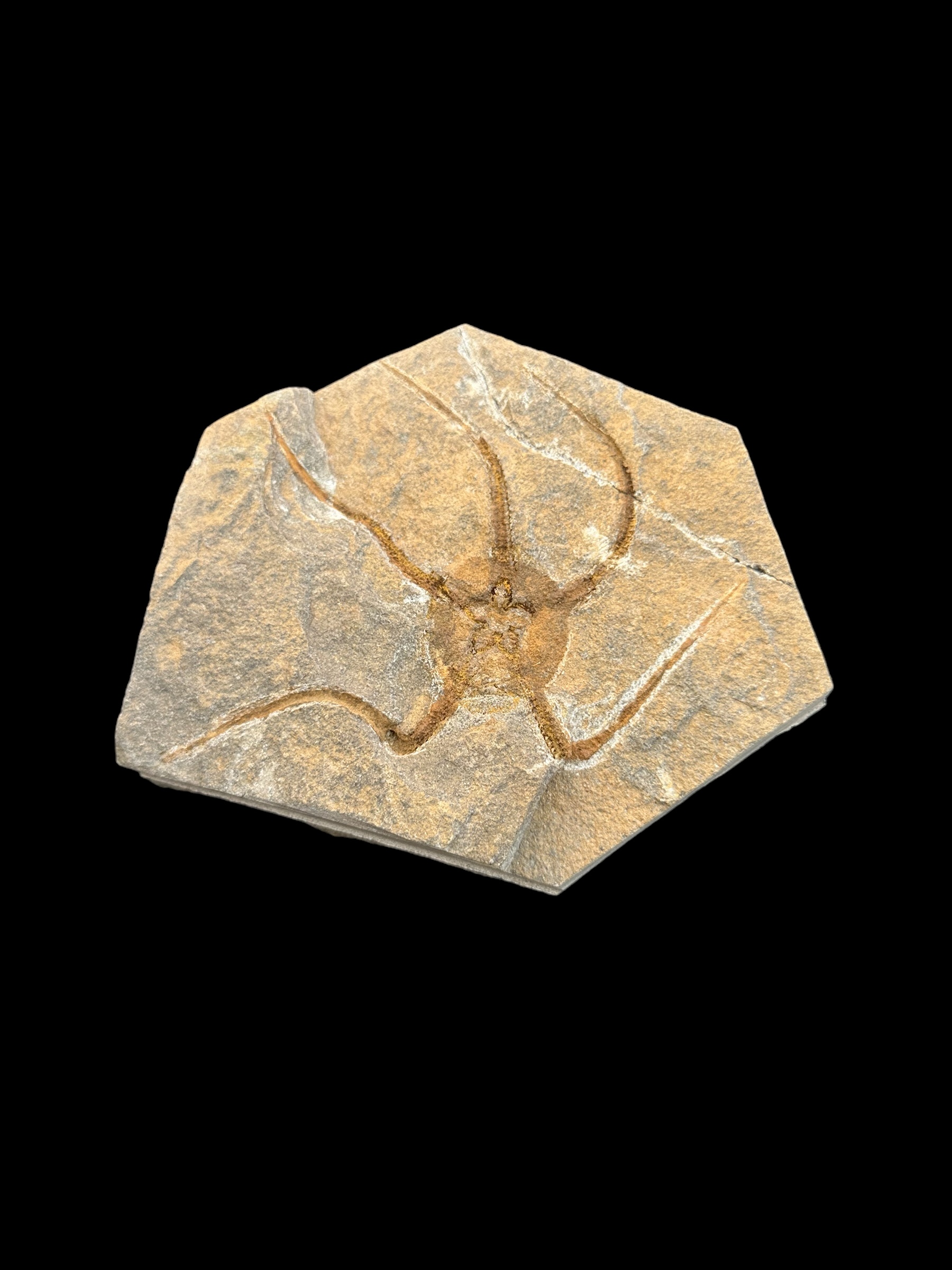 Museum quality Brittle Starfish Fossil on matrix (Ordovician, 488 - 433 million years) from Morocco
